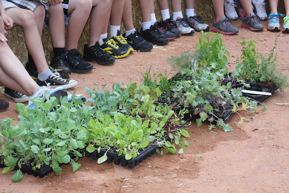 Elementary School Garden Club Ideas Photograph Students Of