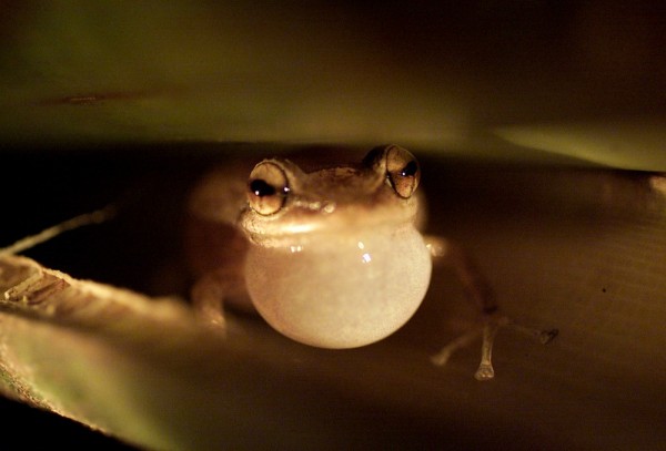 When Frogs Sing Their Evening Song, Listen for Nature's Greatest Lesson, Small Science
