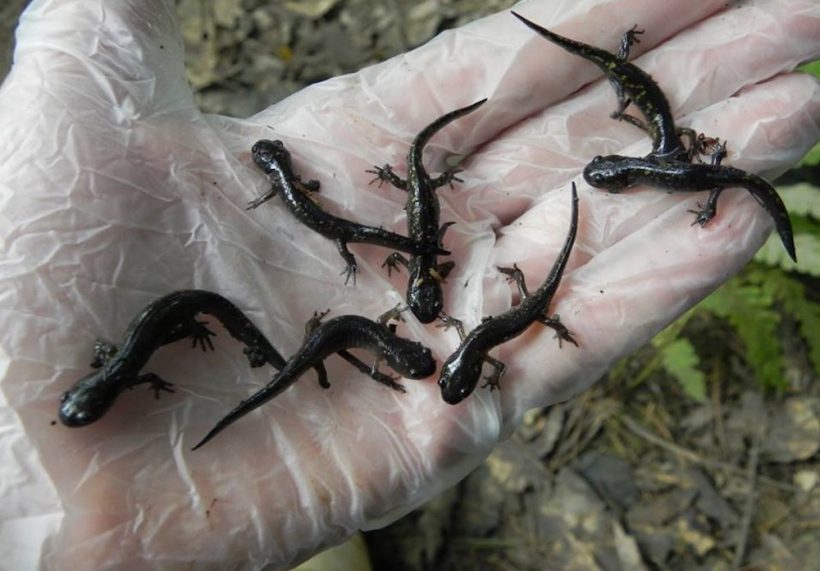 What Self-Cloning Salamanders Say About Climate Change | Small Science