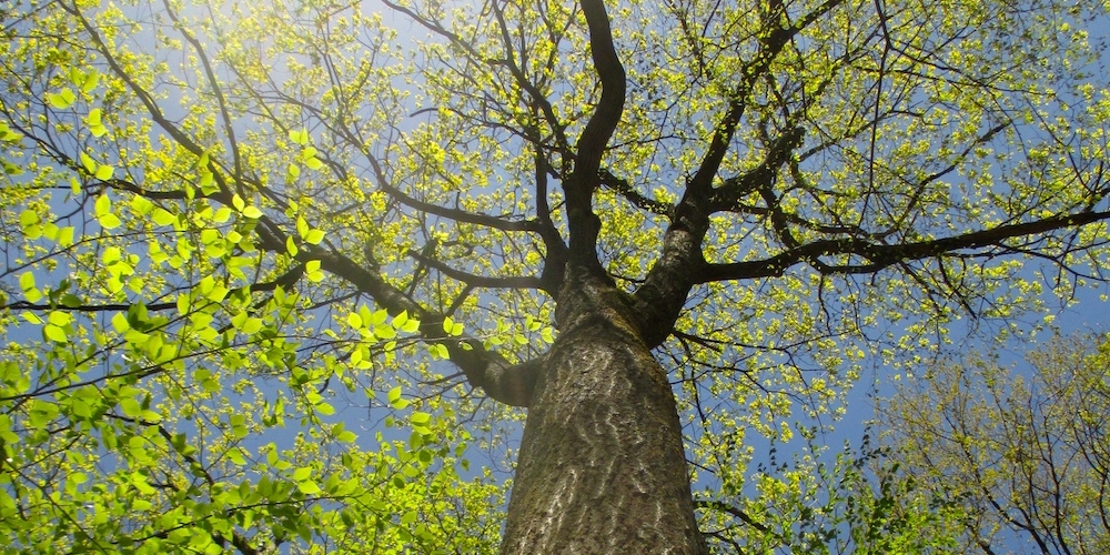 What One New England Tree Can Tell Us About the Earth's Future | Essay ...