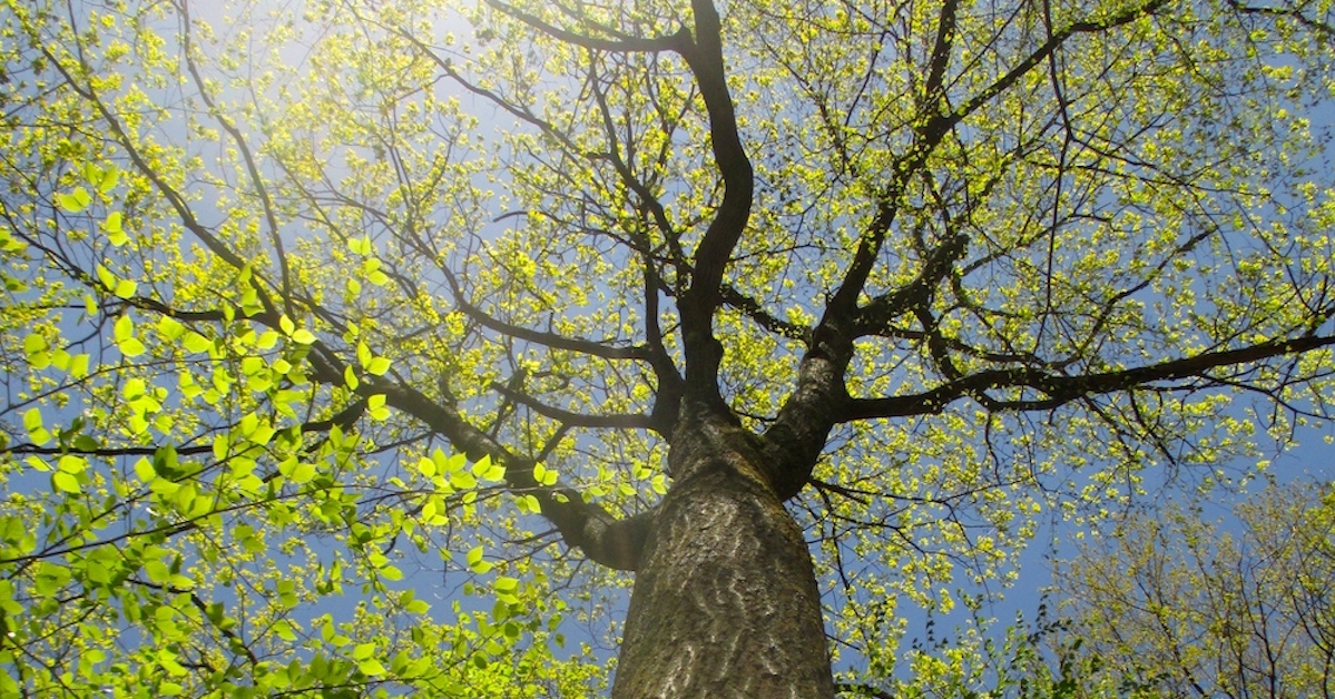 Planting of Survivor Tree Sapling in Boston - Tree Topics