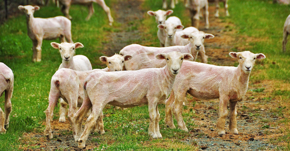 Sheep Shear