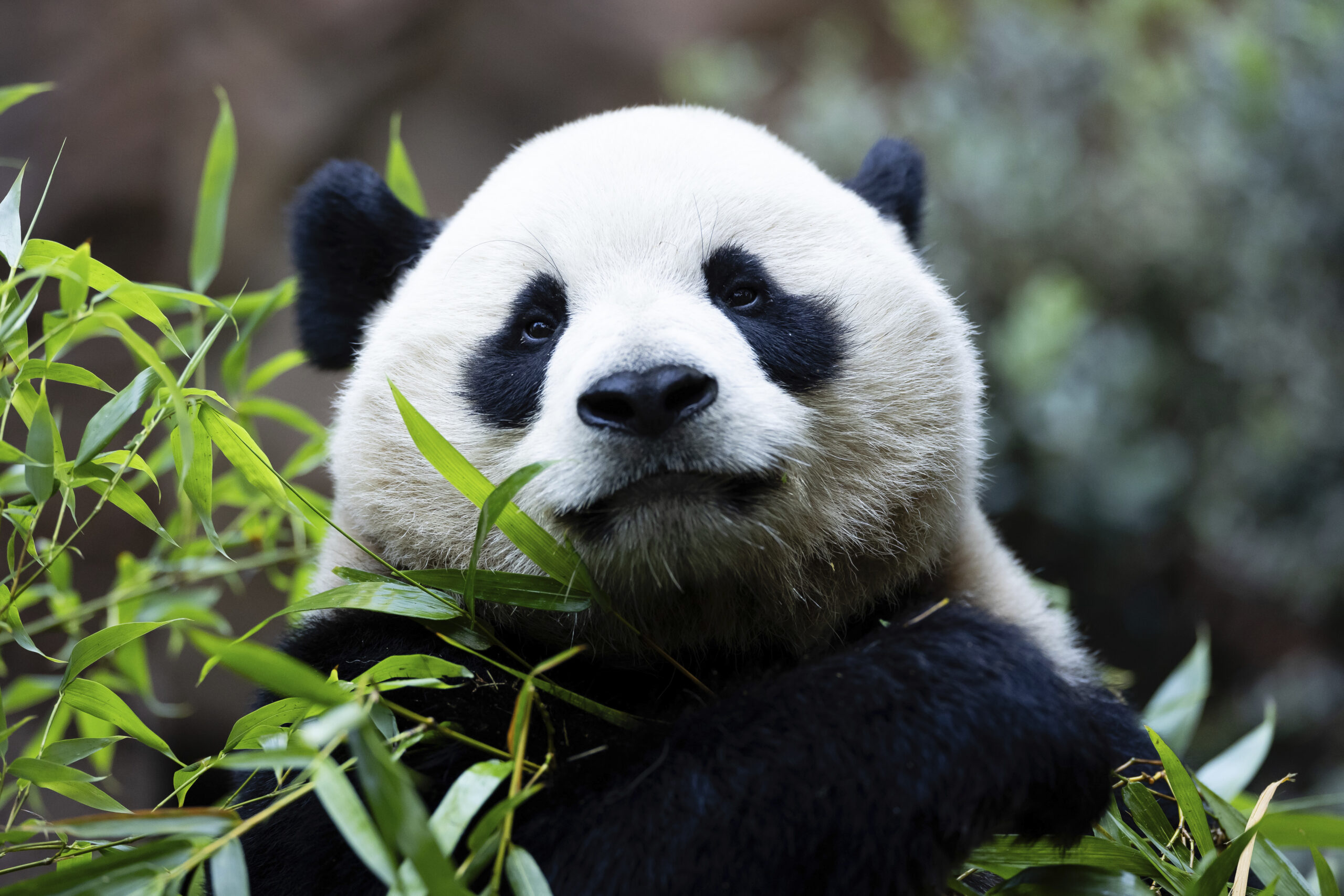 Why California Should Let Pandas Vote | Zocalo Public Square • Arizona State University • Smithsonian